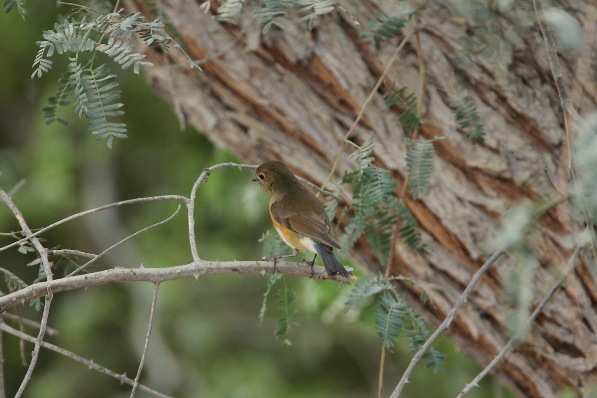 Red-flanked Bluetail - ML146384791