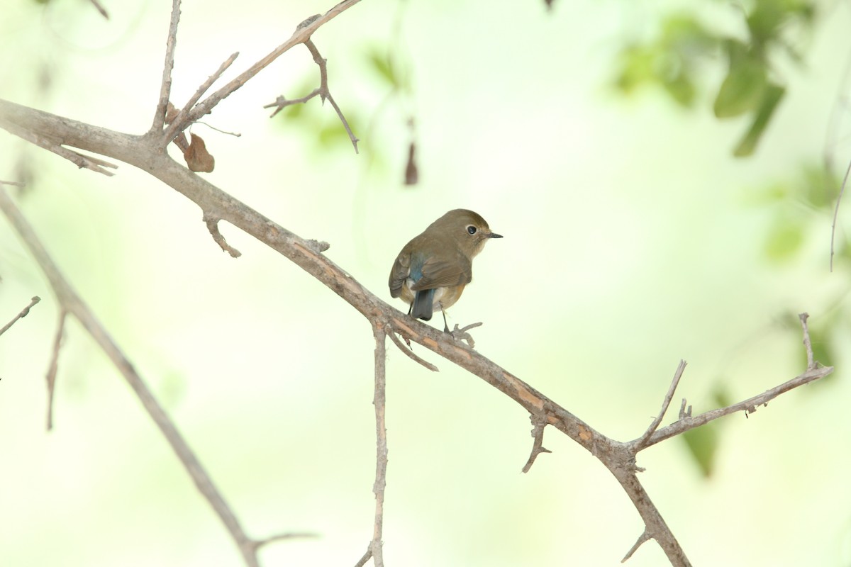 Red-flanked Bluetail - ML146384811