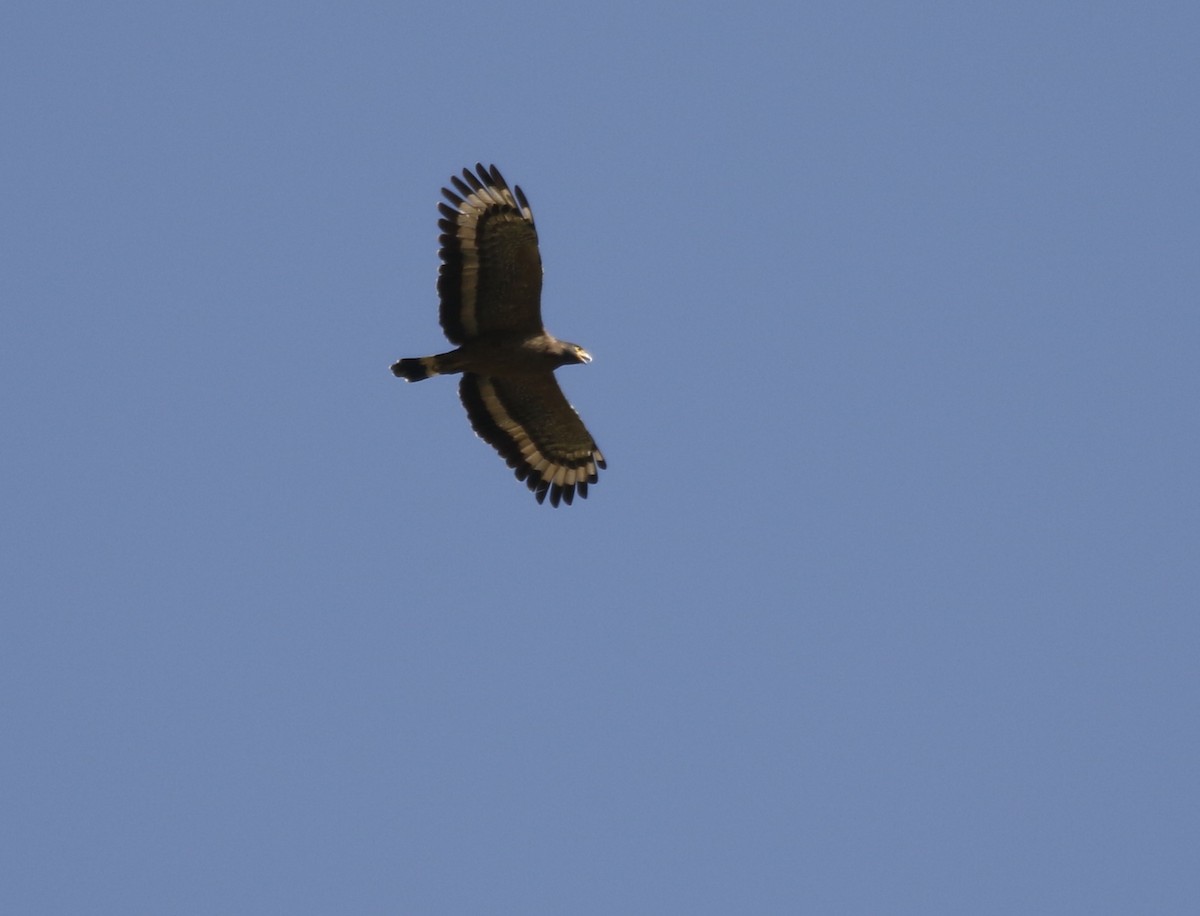 Crested Serpent-Eagle - ML146387021