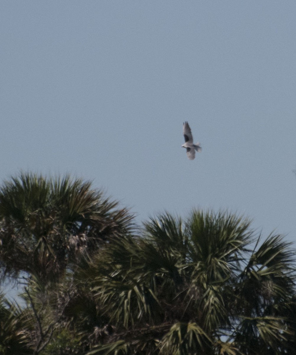 White-tailed Kite - ML146387571
