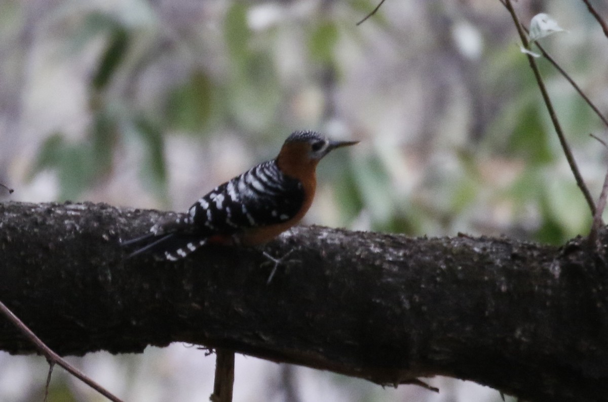 Rufous-bellied Woodpecker - ML146390481