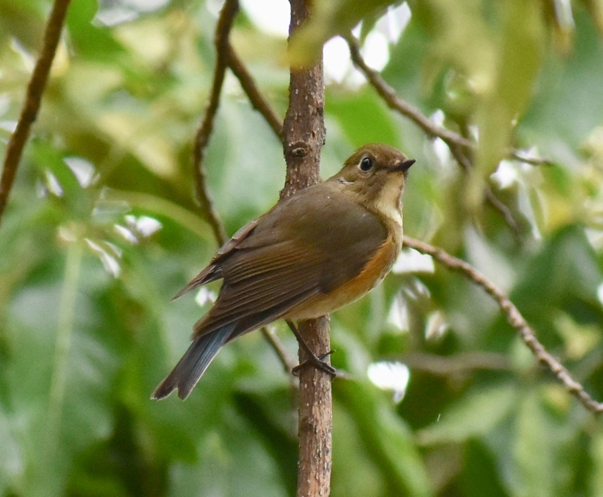Red-flanked Bluetail - ML146391551