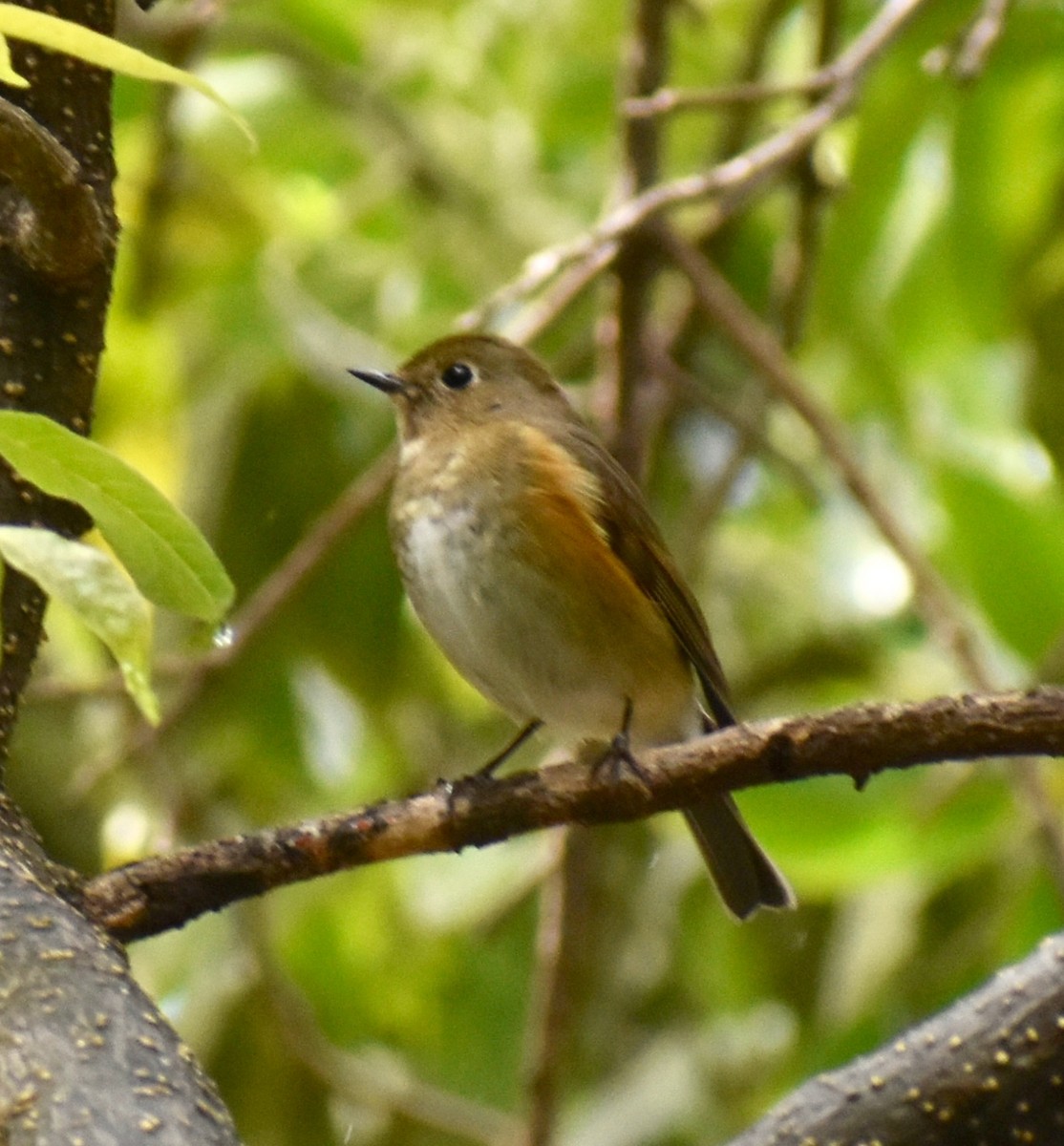 Red-flanked Bluetail - Jenny Vogt