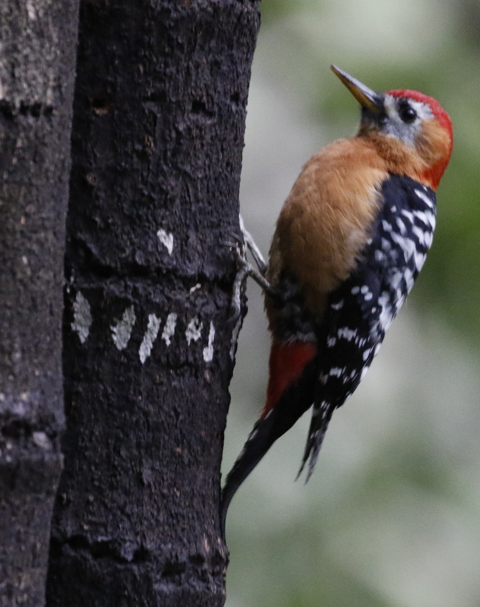Rufous-bellied Woodpecker - Vijaya Lakshmi
