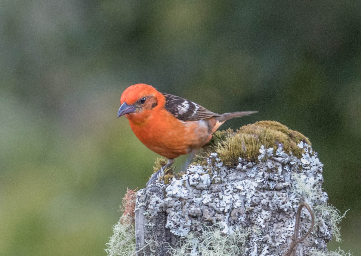 Flame-colored Tanager - Robert Bochenek