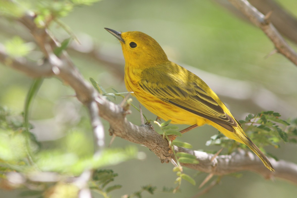 Yellow Warbler - Larry Therrien