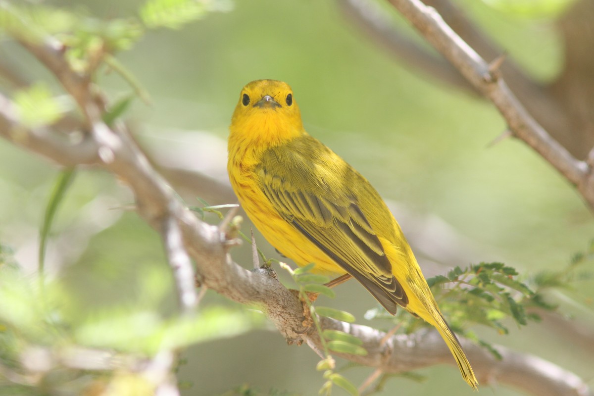 Yellow Warbler - Larry Therrien