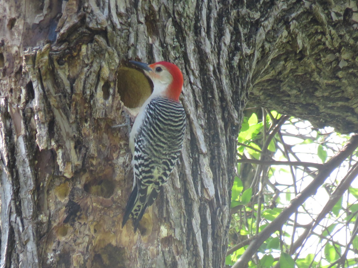 Red-bellied Woodpecker - ML146396741