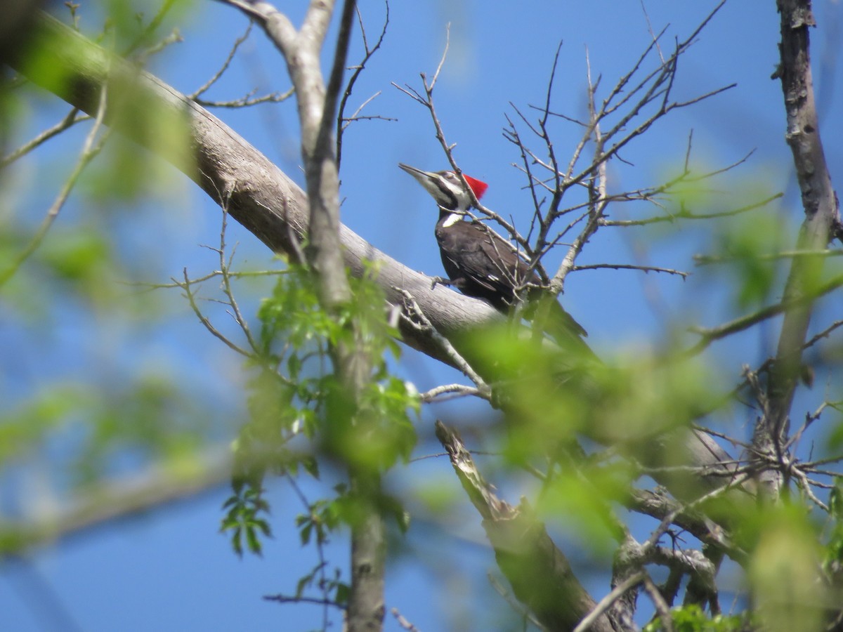 Pileated Woodpecker - ML146396891