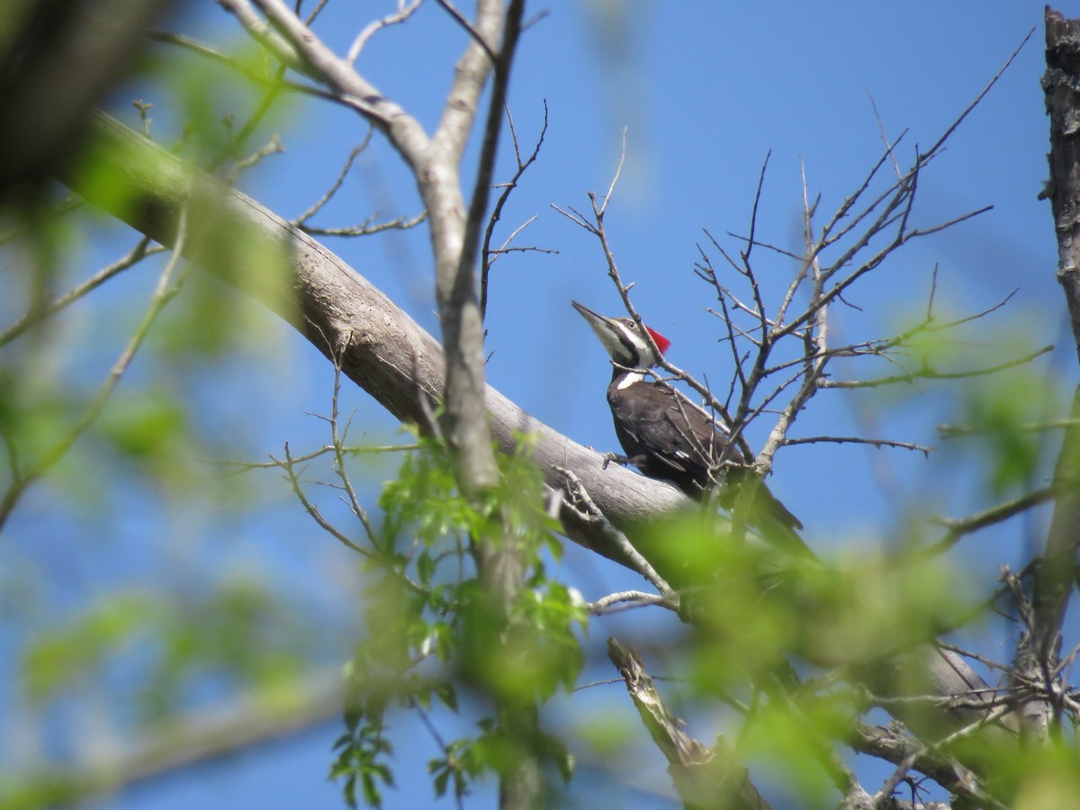 Pileated Woodpecker - ML146396901
