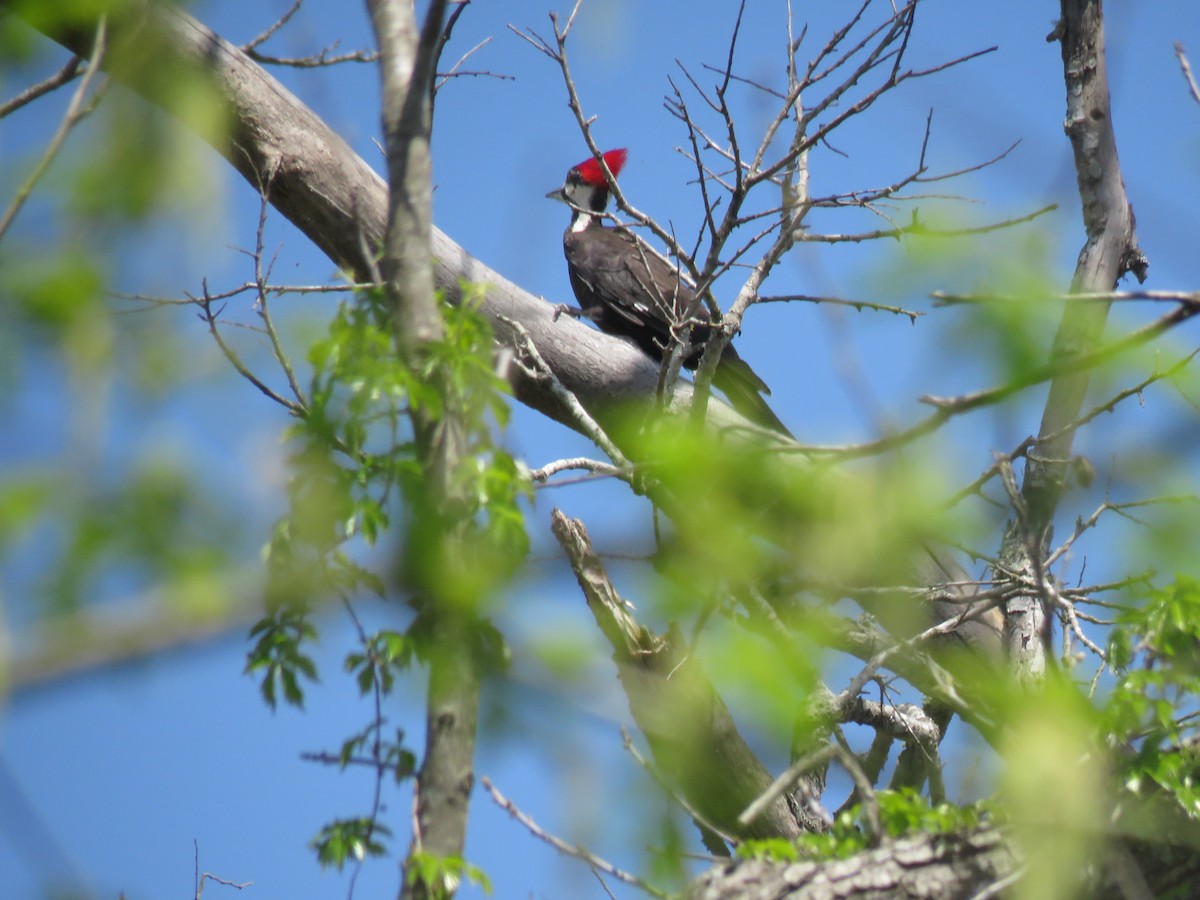 Pileated Woodpecker - ML146396911