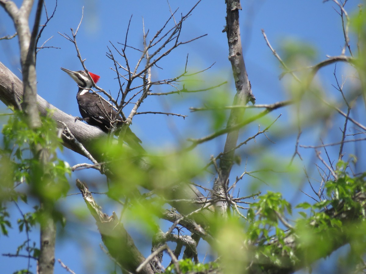Pileated Woodpecker - ML146396921