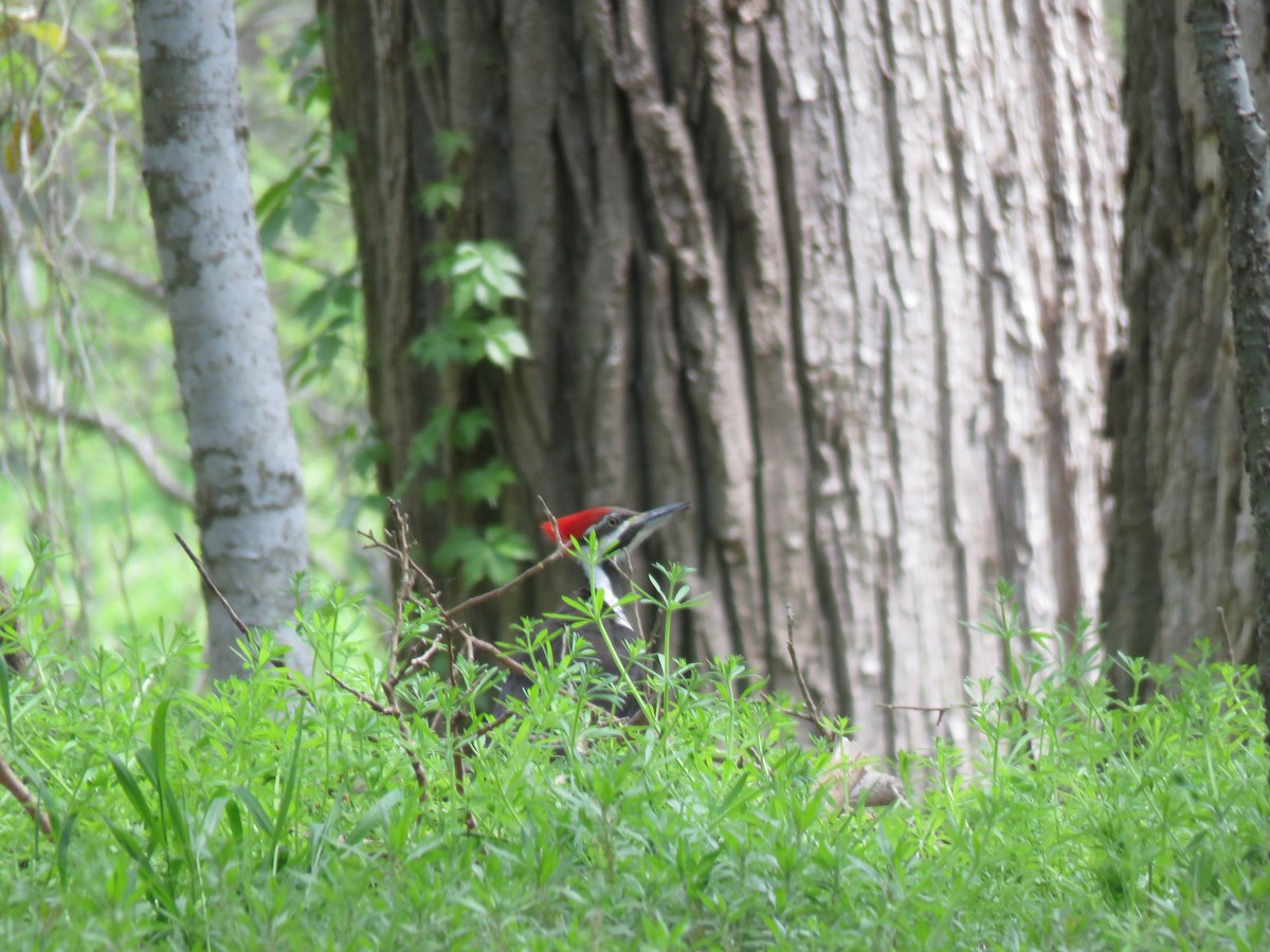 Pileated Woodpecker - ML146397071