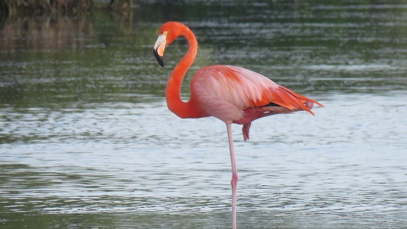 American Flamingo - Manu Santa-Cruz