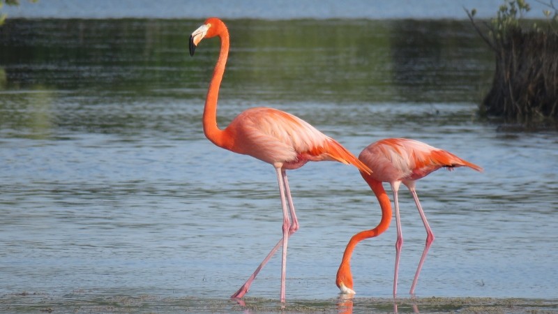American Flamingo - Manu Santa-Cruz