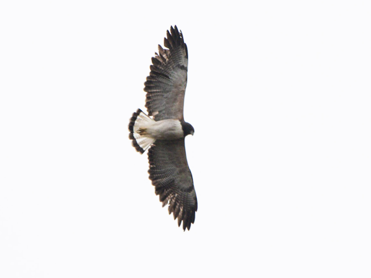 White-tailed Hawk - Carlos Moura