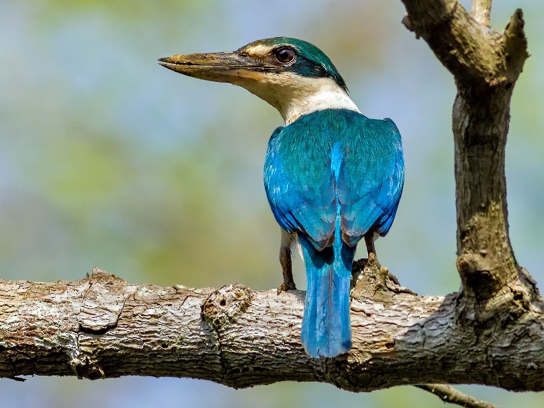 Collared Kingfisher - Deepak Sahu