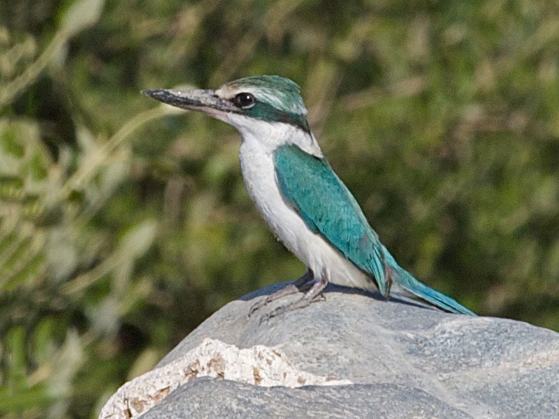Collared Kingfisher - Karl Overman