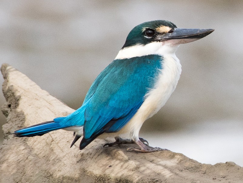 Collared Kingfisher eBird