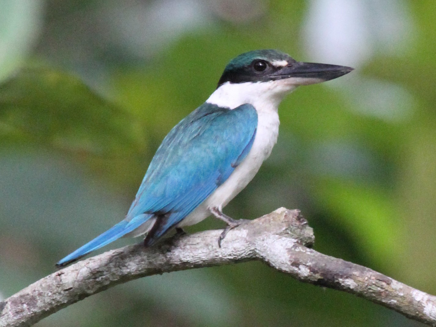 Collared Kingfisher - Colin Trainor