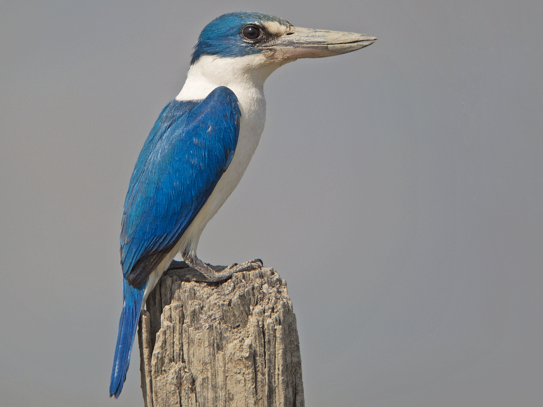 Collared Kingfisher eBird