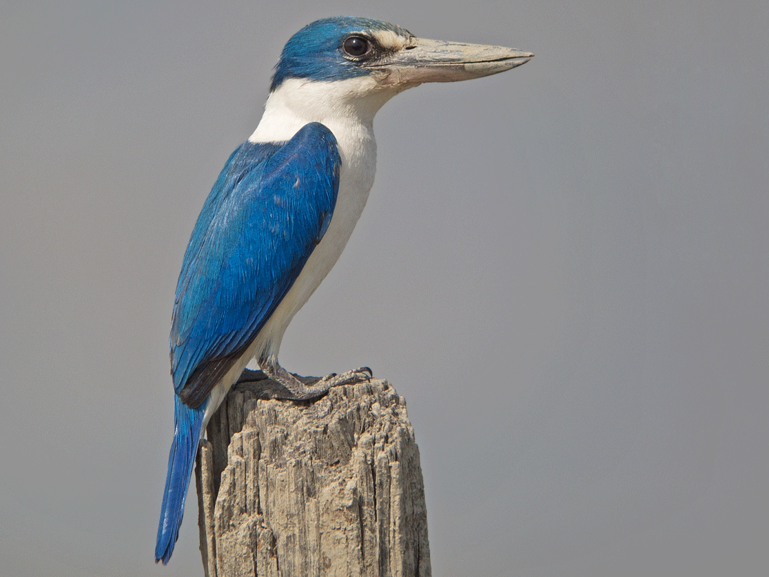 Collared Kingfisher - Dave Bakewell