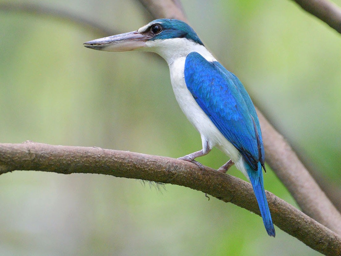 Collared Kingfisher - Khemthong Tonsakulrungruang