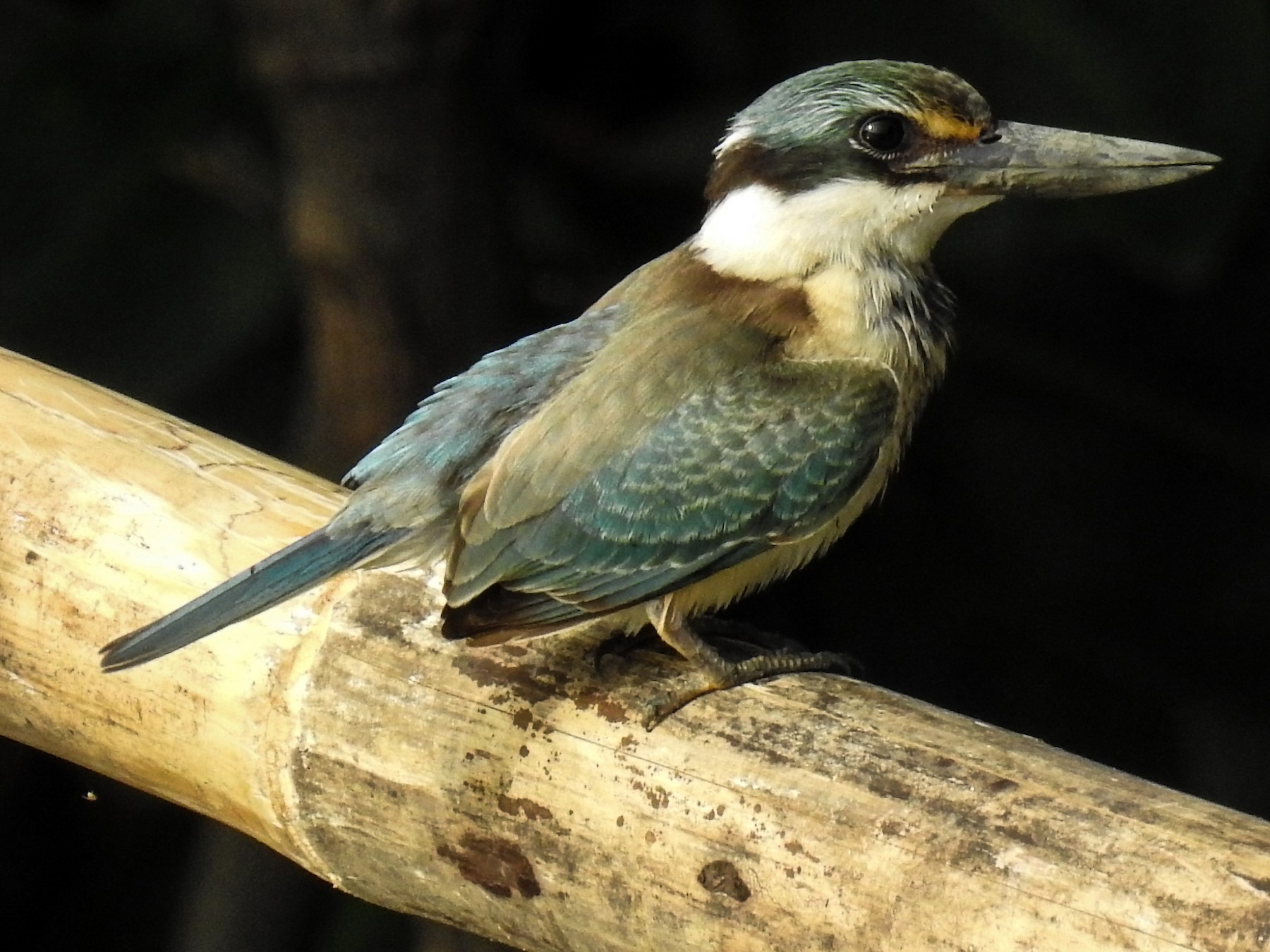Collared Kingfisher - Pam Rasmussen