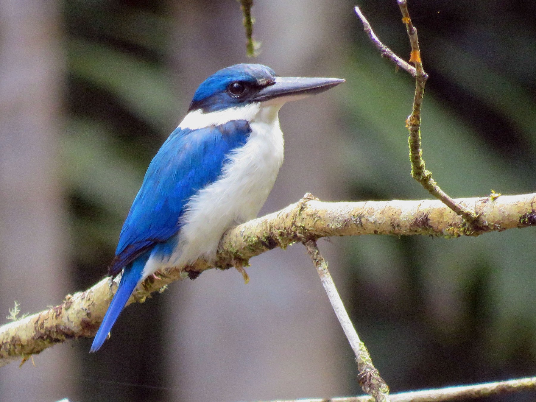 Collared Kingfisher - Tim Forrester