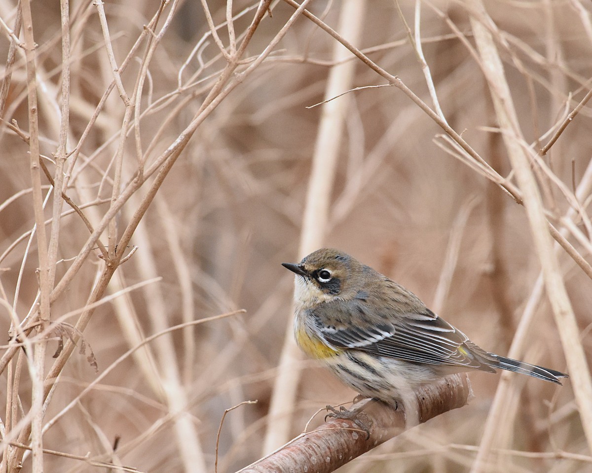 Yellow-rumped Warbler (Myrtle) - Brian Hicks