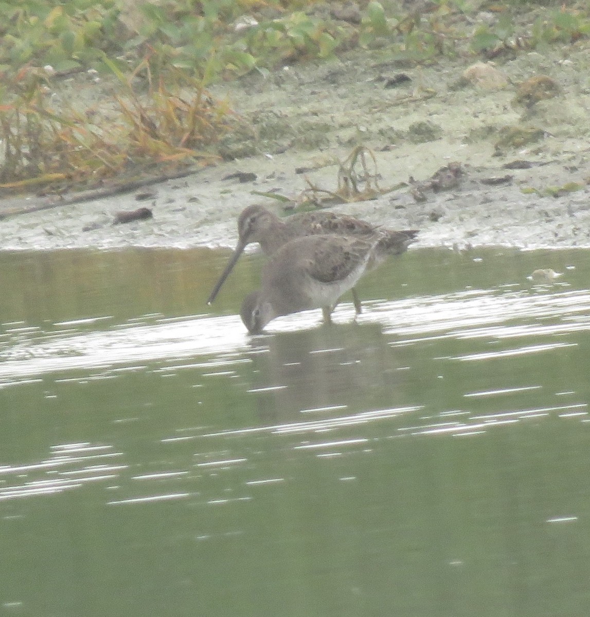 Long-billed Dowitcher - ML146401611