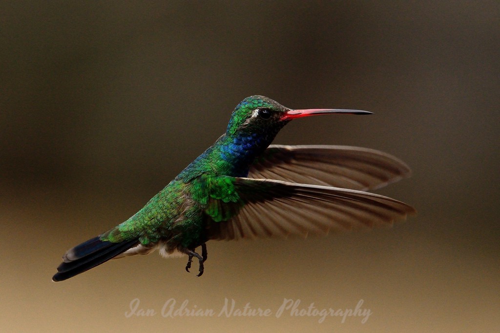 Broad-billed Hummingbird - Ian Adrian