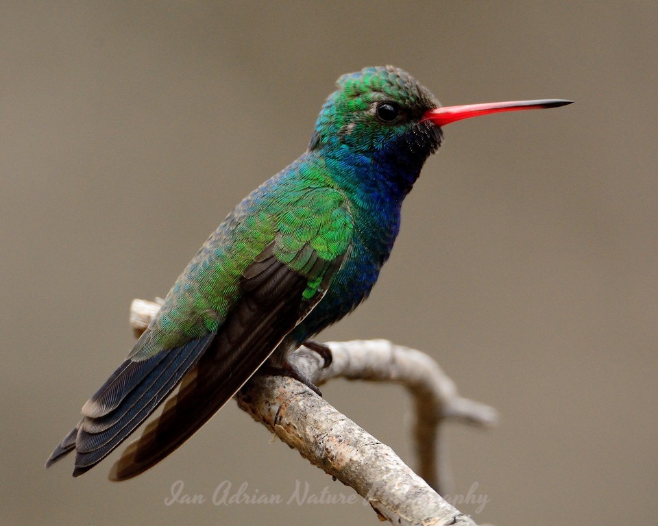 Broad-billed Hummingbird - Ian Adrian