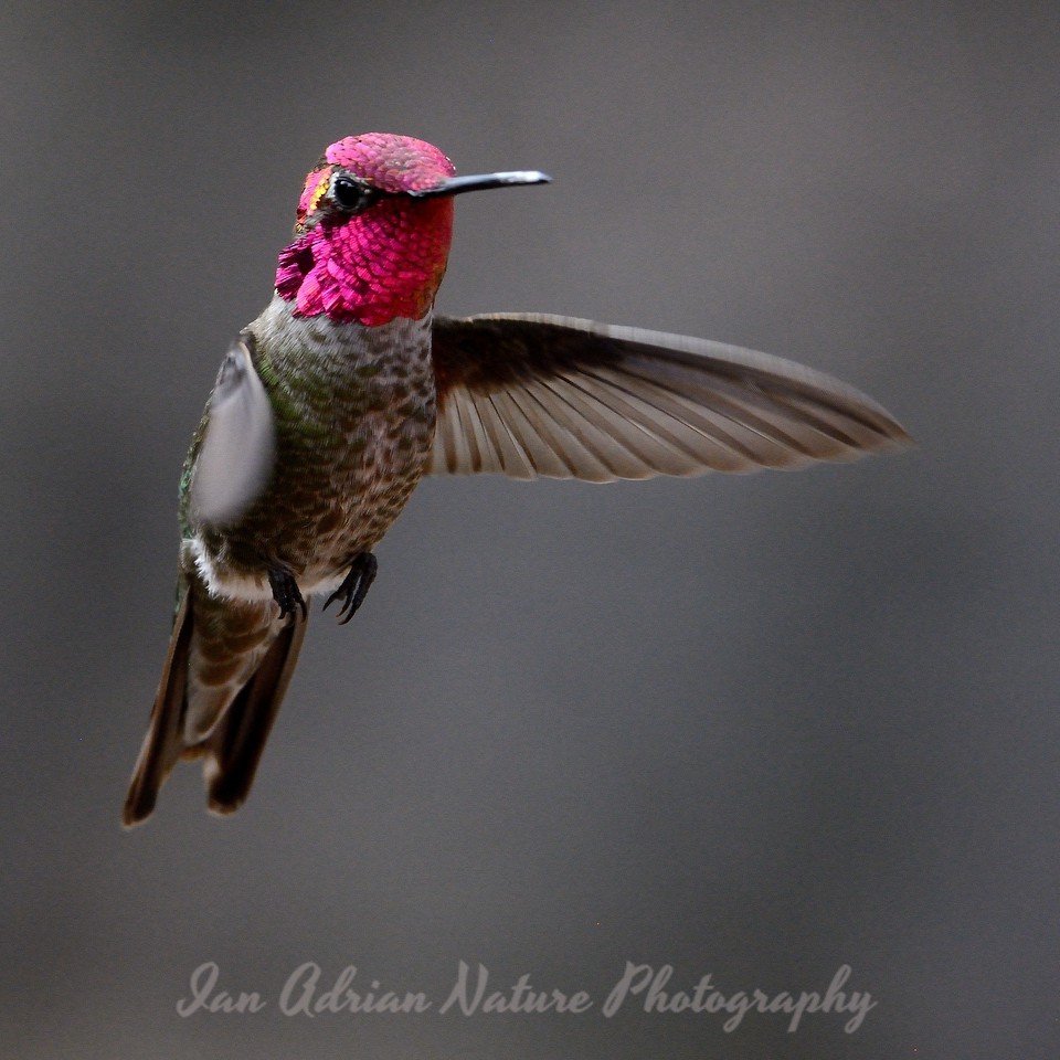 Anna's Hummingbird - Ian Adrian