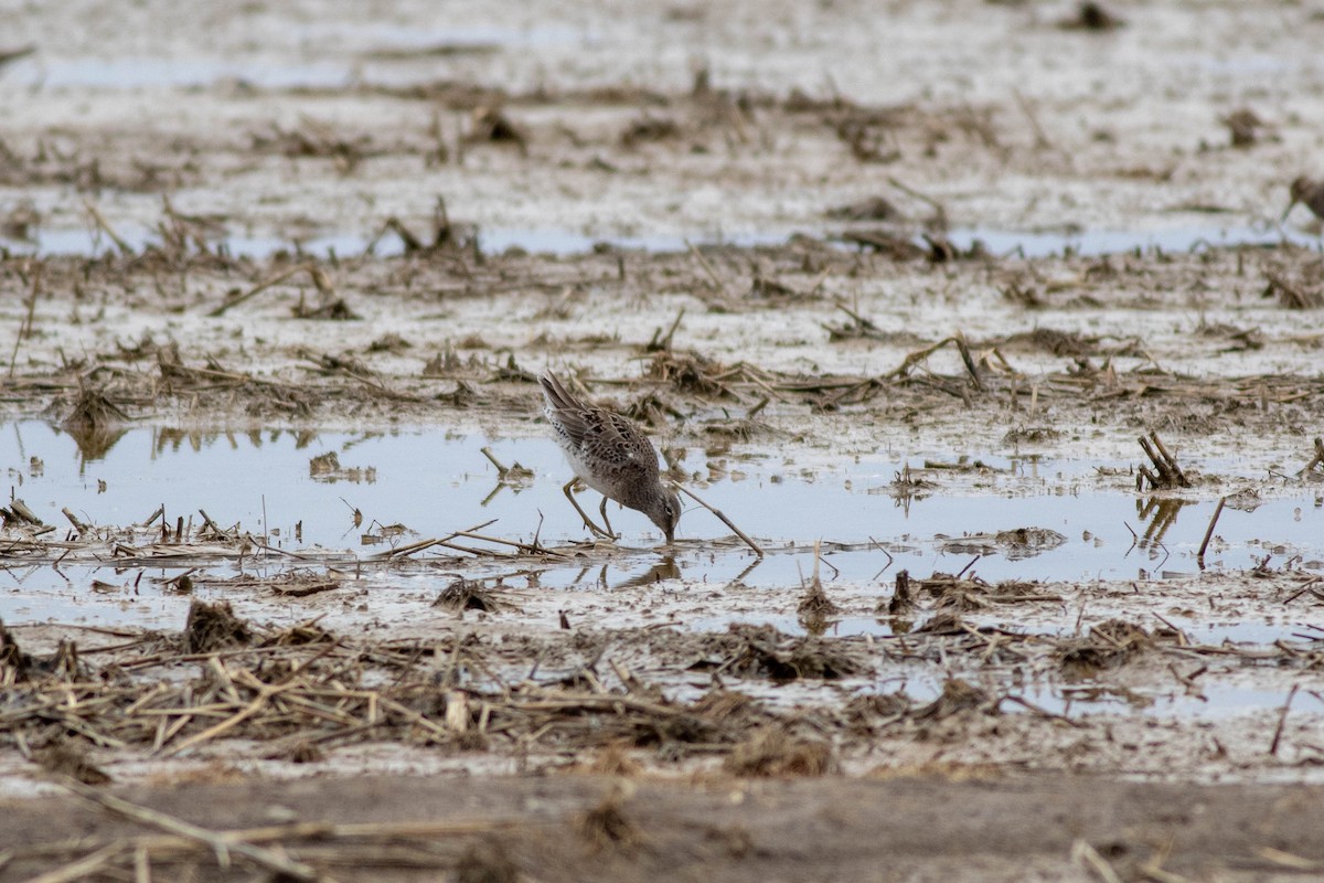 Long-billed Dowitcher - ML146404381