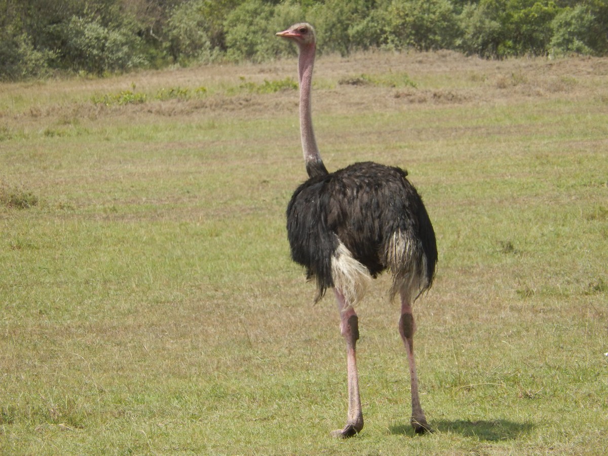 Common Ostrich - ML146406551