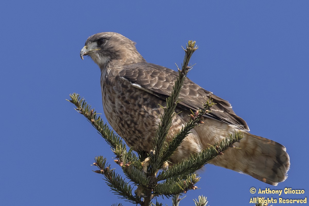 Red-tailed Hawk - ML146407731