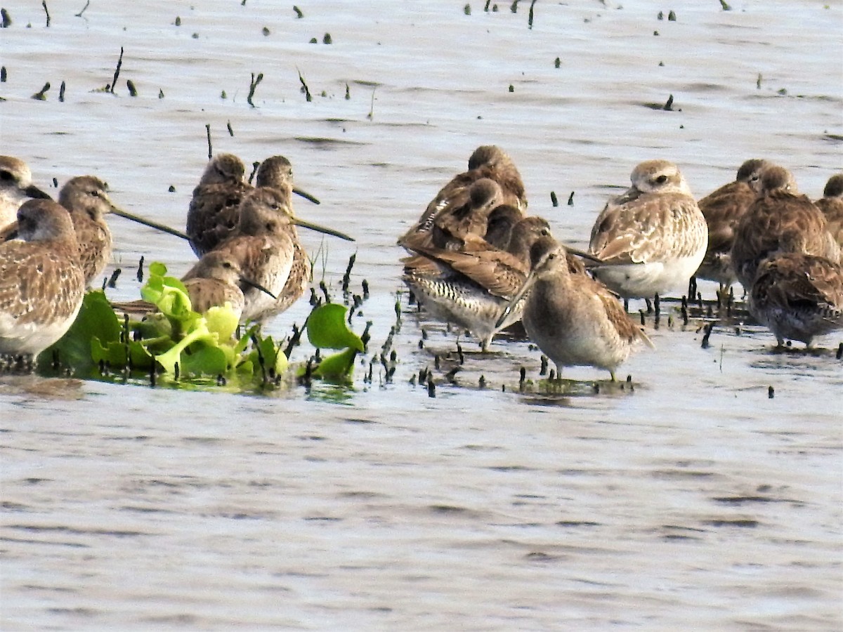 Long-billed Dowitcher - ML146410101