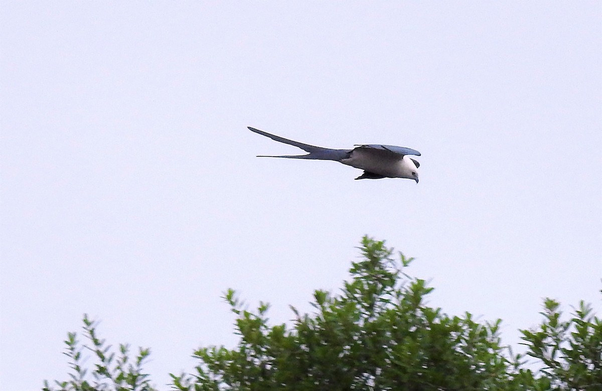Swallow-tailed Kite - ML146410881