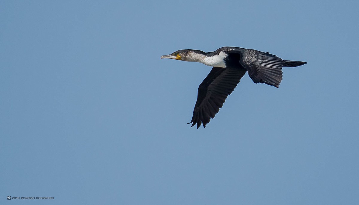 Great Cormorant (White-breasted) - Rogério Rodrigues
