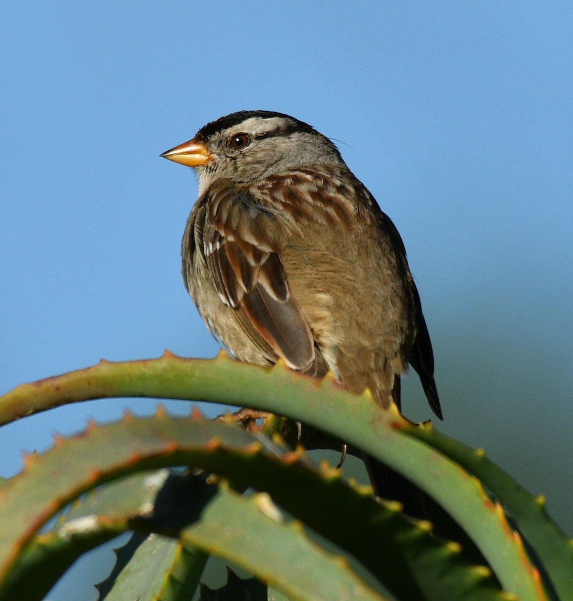 White-crowned Sparrow - ML146416871