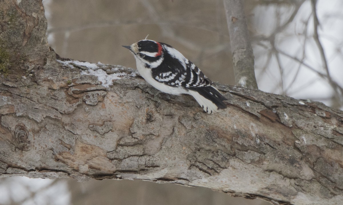 Downy Woodpecker (Eastern) - Steve Kelling