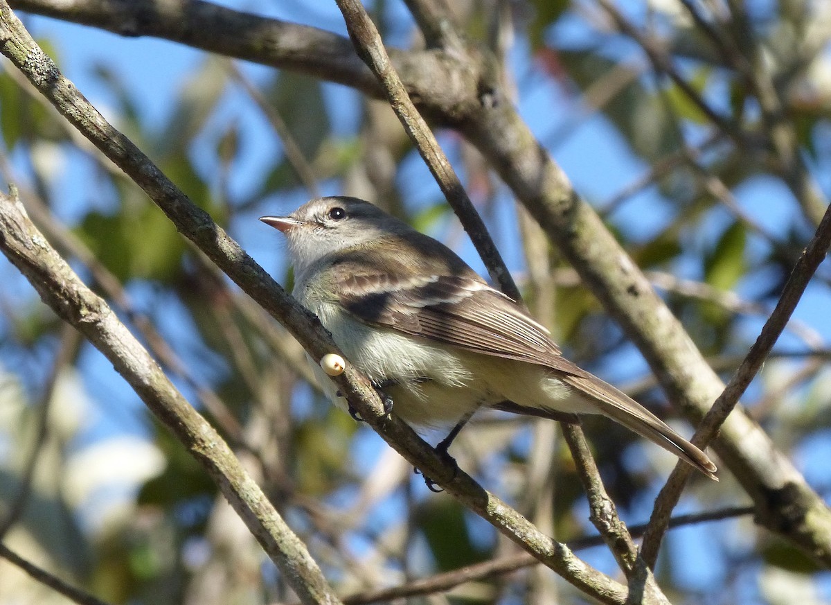 Southern Mouse-colored Tyrannulet - Jérôme Fischer