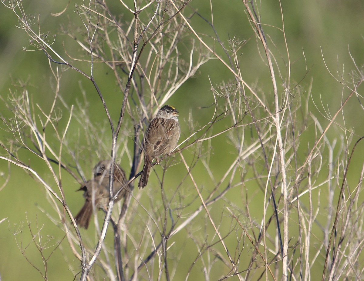 Golden-crowned Sparrow - Jan Allen