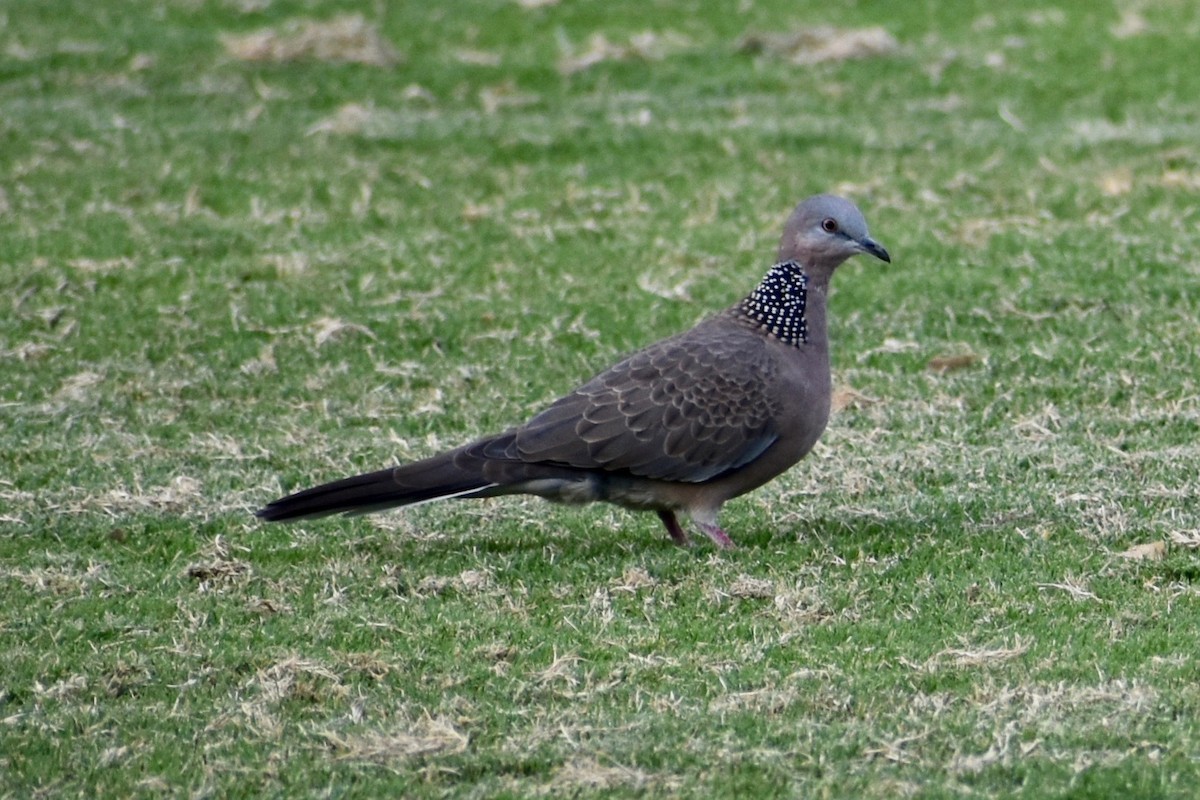 Spotted Dove - Lance Rathbone