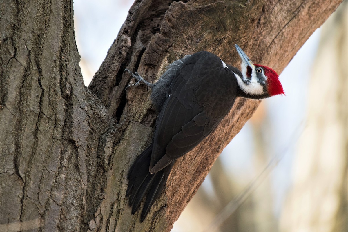 Pileated Woodpecker - ML146420281