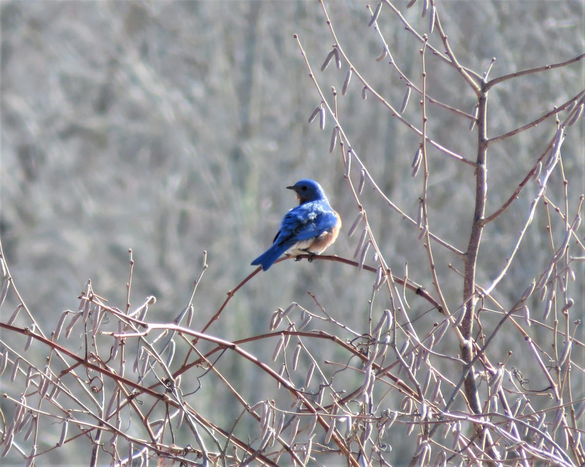 Eastern Bluebird - tom aversa