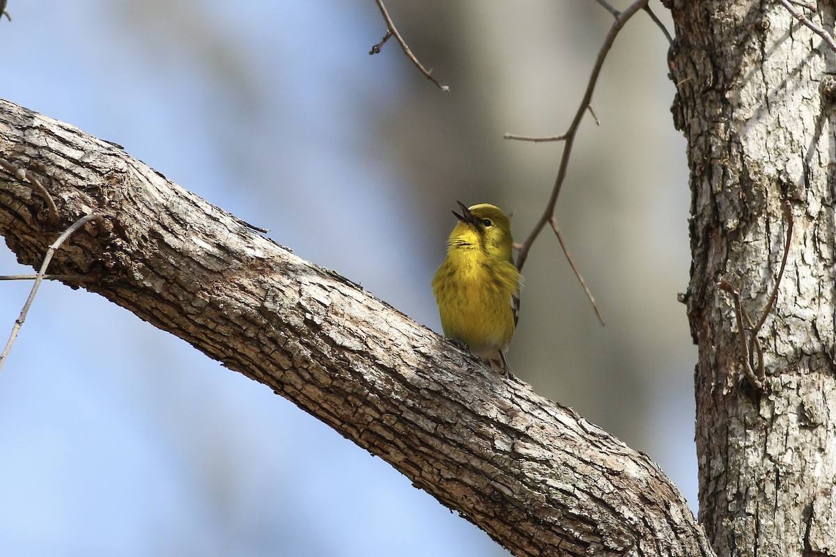Pine Warbler - Anonymous