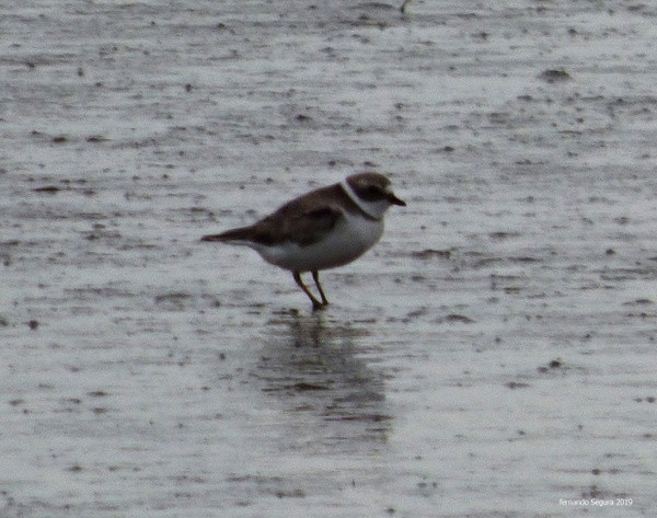 Semipalmated Plover - ML146423271