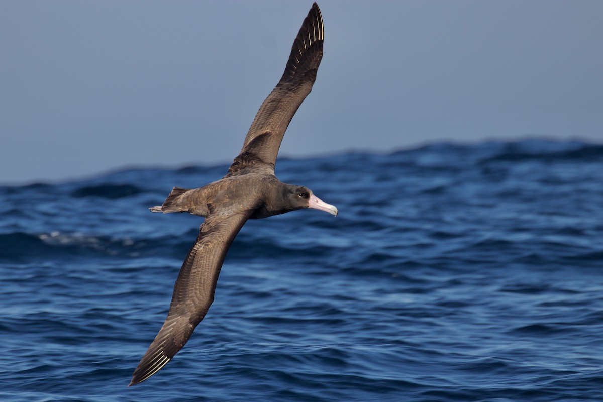 Short-tailed Albatross - Cathy Reader